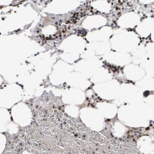 Anti-CDCA5 antibody produced in rabbit 