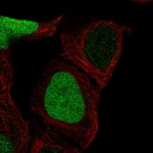 Anti-CDCA5 antibody produced in rabbit 
