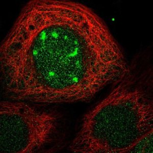 Anti-CDCA7L antibody produced in rabbit 