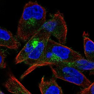 Anti-CDH15 antibody produced in rabbit 