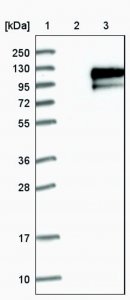 Anti-CDH18 antibody produced in rabbit HPA014365-100UL