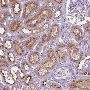 Anti-CDH7 antibody produced in rabbit 