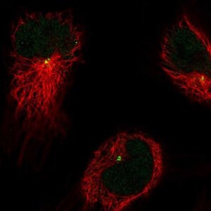 Anti-CDIP1 antibody produced in rabbit 