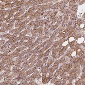 Anti-CDK10 antibody produced in rabbit 