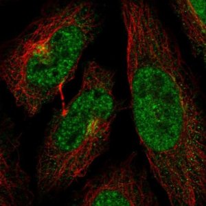 Anti-CDK13 antibody produced in rabbit 
