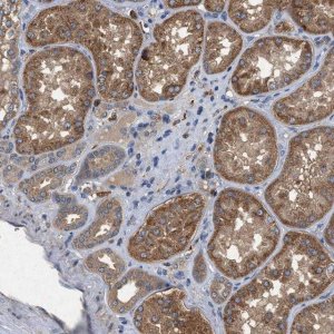 ANTI-CDK15 antibody produced in rabbit 
