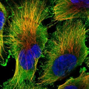 Anti-CDK16 antibody produced in rabbit 