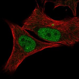 Anti-CDK2 antibody produced in rabbit 
