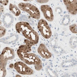 Anti-CDK3 antibody produced in rabbit 