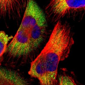 Anti-CDK3 antibody produced in rabbit 