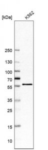 Anti-CDK8 antibody produced in rabbit 