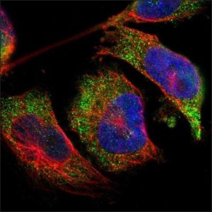 Anti-CDKAL1 antibody produced in rabbit HPA014374-100UL