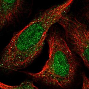 Anti-CDKL1 antibody produced in rabbit 