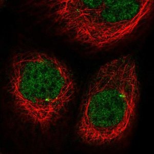 Anti-CDKL2 antibody produced in rabbit 