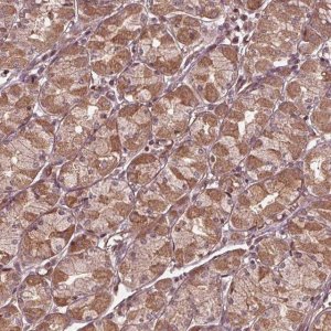 Anti-CDKL4 antibody produced in rabbit 