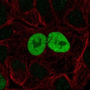 Anti-CDKN1A antibody produced in rabbit 