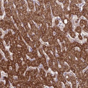 Anti-CDKN2B antibody produced in rabbit 