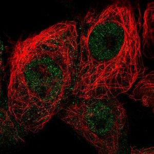 Anti-CDKN2D antibody produced in rabbit 