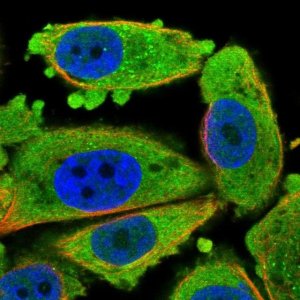 Anti-CDKN3 antibody produced in rabbit 