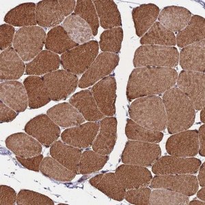 Anti-CDNF antibody produced in rabbit 