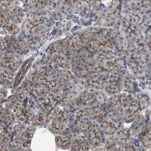 Anti-CDPF1 antibody produced in rabbit 