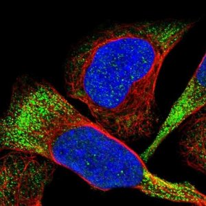 Anti-CDPF1 antibody produced in rabbit 
