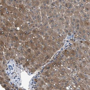 Anti-CDRT4 antibody produced in rabbit 