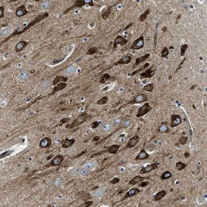 Anti-CDS2 antibody produced in rabbit 