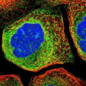 Anti-CDS2 antibody produced in rabbit 