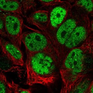 Anti-CDX2 antibody produced in rabbit 