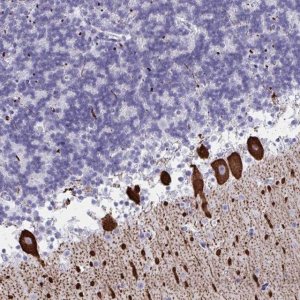 Anti-CDX4 antibody produced in rabbit 