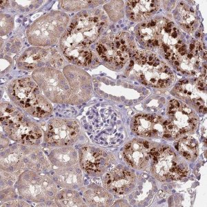 Anti-CEACAM16 antibody produced in rabbit 