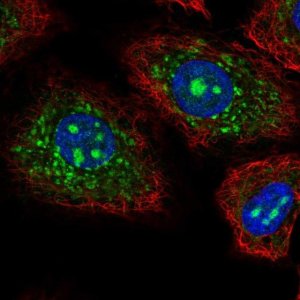 Anti-CEACAM19 antibody produced in rabbit 