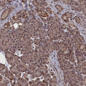 Anti-CEACAM21 antibody produced in rabbit 