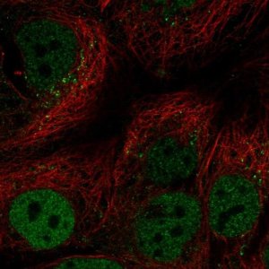 Anti-CEBPA antibody produced in rabbit 