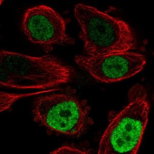 Anti-CEBPB antibody produced in rabbit 