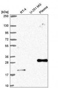 Anti-CEBPB antibody produced in rabbit 