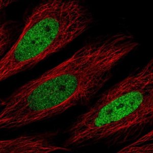 Anti-CEBPD antibody produced in rabbit 