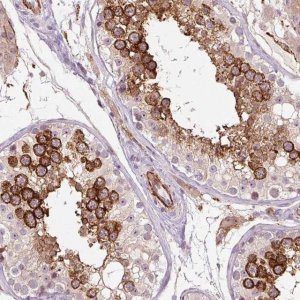 Anti-CEBPZ antibody produced in rabbit HPA052065-100UL