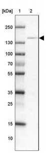 Anti-CEBPZ antibody produced in rabbit HPA052065-100UL