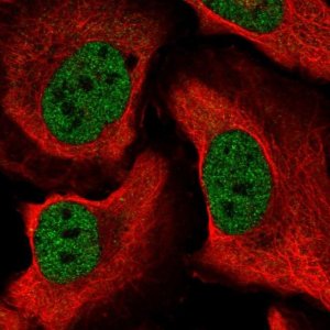 Anti-CELF1 antibody produced in rabbit 
