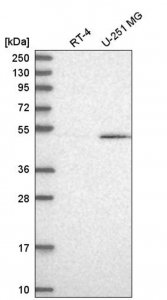 Anti-CELF1 antibody produced in rabbit 