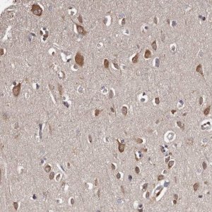 Anti-CELF3 antibody produced in rabbit 