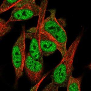 Anti-CELF3 antibody produced in rabbit 