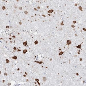 Anti-CELF4 antibody produced in rabbit 