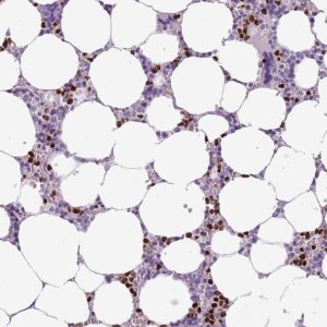 Anti-CELF6 antibody produced in rabbit 