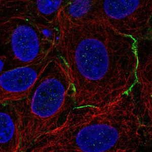 Anti-CELSR1 antibody produced in rabbit 