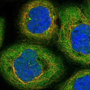 Anti-CENPE antibody produced in rabbit 