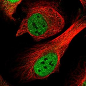 Anti-CENPF antibody produced in rabbit 