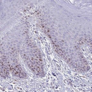 Anti-CENPH antibody produced in rabbit 